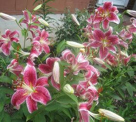 last flowers before i move, flowers, gardening, hibiscus, Stargazers such a delightful lily