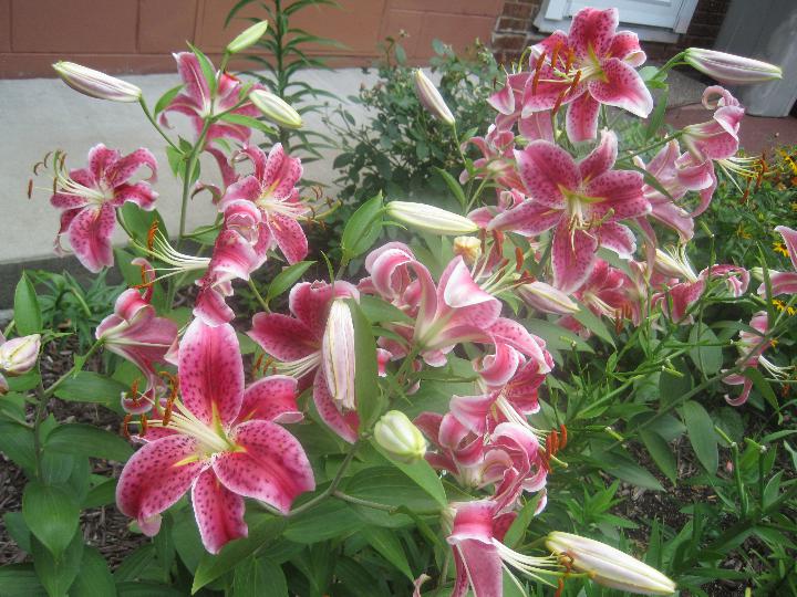 last flowers before i move, flowers, gardening, hibiscus, Stargazers such a delightful lily
