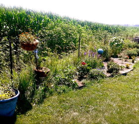 my first garden ever, gardening, Whole garden