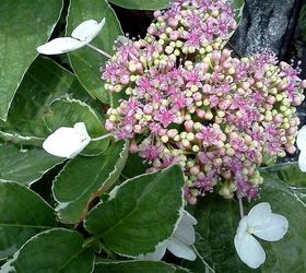 q heavenly hydrangeas, flowers, gardening, hydrangea