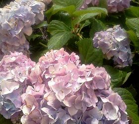 q heavenly hydrangeas, flowers, gardening, hydrangea