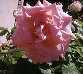 a few more of my roses, gardening