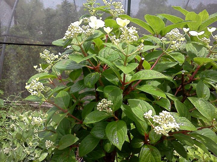 q heavenly hydrangeas, flowers, gardening, hydrangea