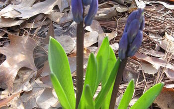 Grape hyacinths are blooming. More pics of pholaenopsis orchids.  Enjoy!