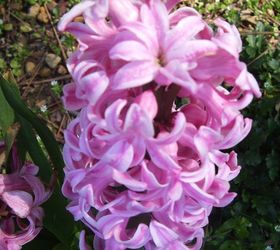 march in the garden helpful tips on what to do now to get your landscape ready for, gardening, Pink Hyacynths bulb are blooming now So are blue muscari and early daffodils in all shades of yellow