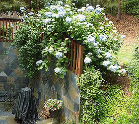 my giant hydrangea bush is popping, flowers, gardening, hydrangea, On May 12th