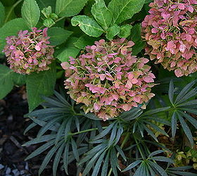 looking for companion plants for your hydrangeas read my post on hydrangeas and, Hydrangea and Helleborus foeditus