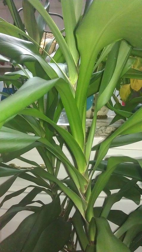 unruly and rebellious houseplants how do i control them, Close up