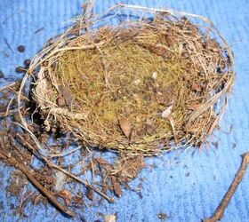 does anyone know what kind of bird nests these are, pets animals, 3rd pic same nest