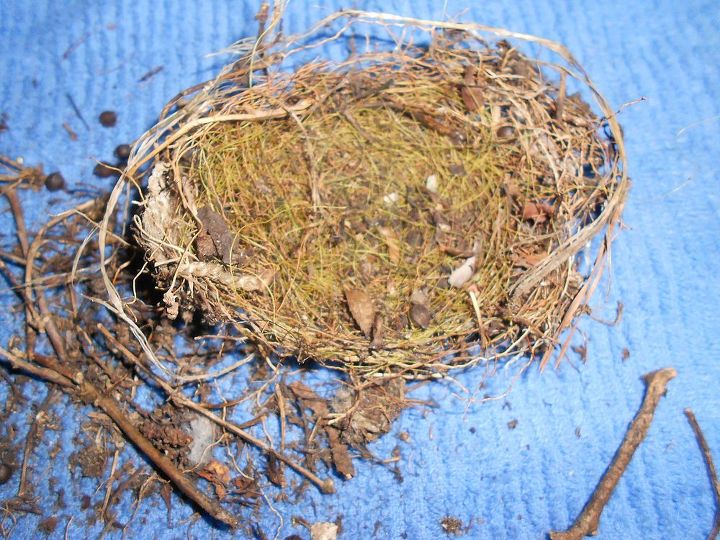 does anyone know what kind of bird nests these are, pets animals, 3rd pic same nest