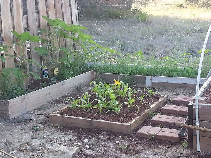 update on my first spring garden, container gardening, flowers, gardening, trying the 3 sisters corn pole beans and squash zucinni and yellow summer squash
