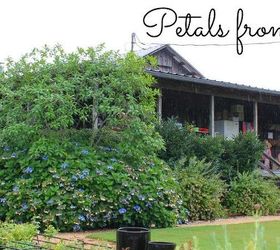 Antique Roses and Heirloom Shrubs at Petals From the Past in Alabama.