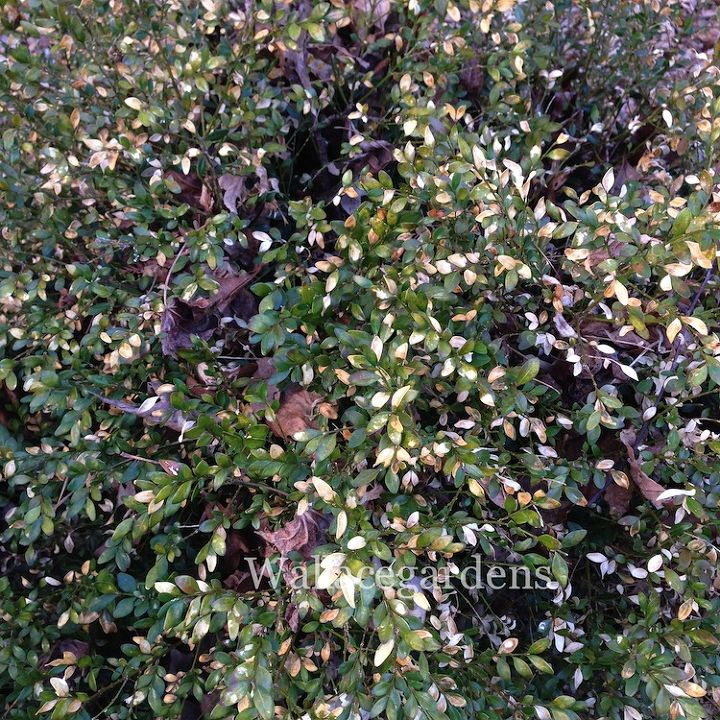 clean up after the polar vortex springgardening, container gardening, flowers, gardening, landscape, perennial, You may notice a lot of scorched leaves on Boxwoods Wait until mid April to give them a prune The warmer weather will promote new and healthy growth