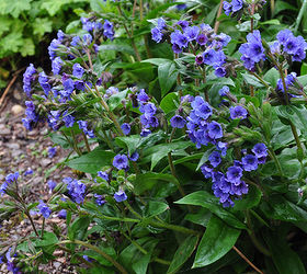 garden tour merlin s hollow, flowers, gardening, Cobalt blue colored Lungwort Pulmonaria