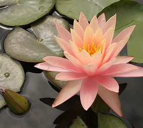 popular hardy waterlilies for your pond, flowers, gardening, outdoor living, ponds water features, Pink Grapefruit 4 to 7 salmon pink flowers Green leaves Enjoys full sun