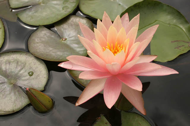 popular hardy waterlilies for your pond, flowers, gardening, outdoor living, ponds water features, Pink Grapefruit 4 to 7 salmon pink flowers Green leaves Enjoys full sun