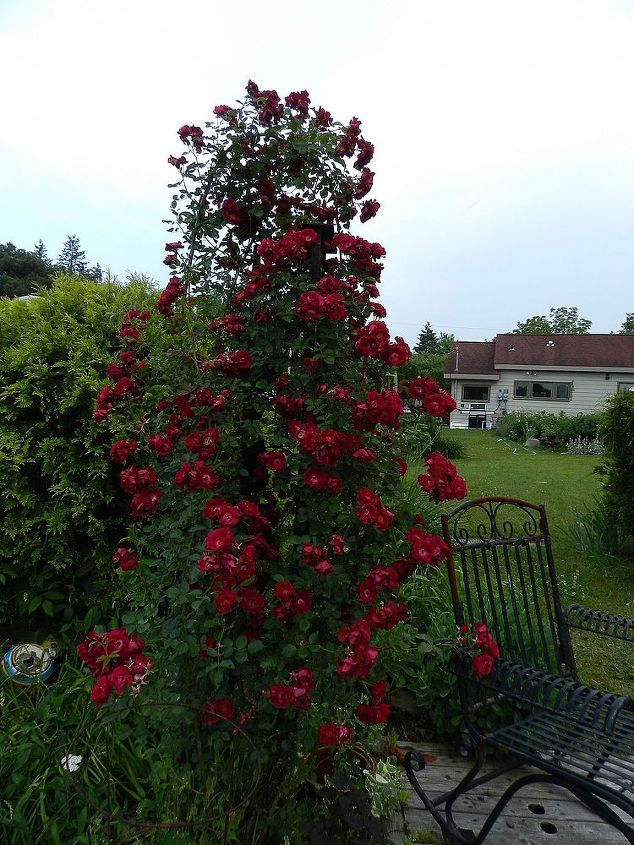whats blooming in my garden today, gardening, Grandma Rose