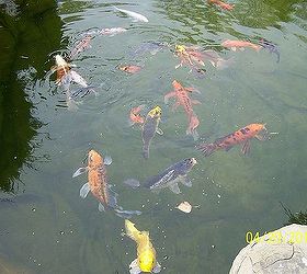 landscaping, outdoor living, ponds water features, Some of the Koi in pond