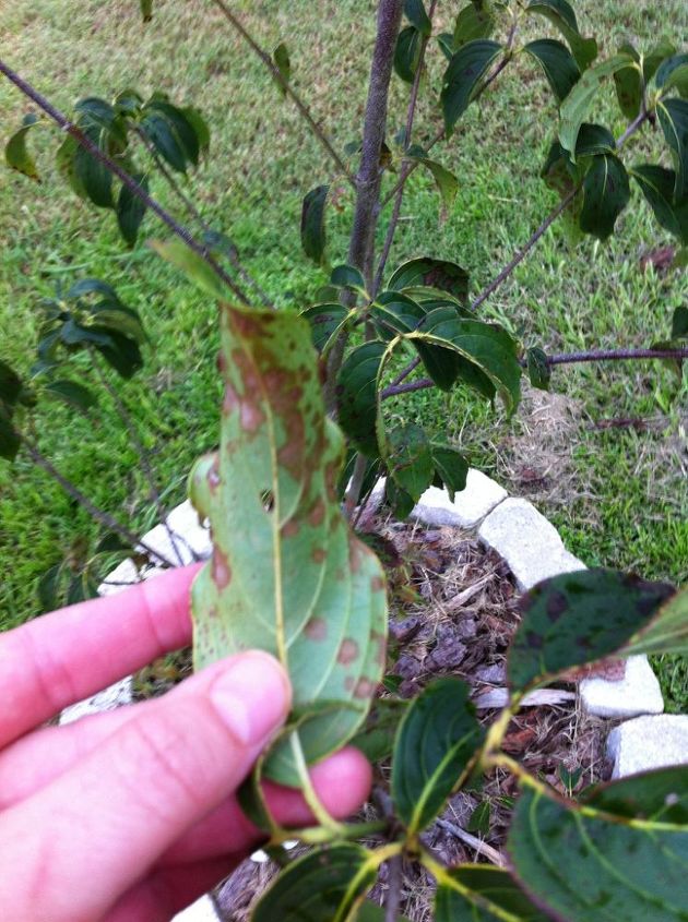 what s wrong with my dogwood, gardening