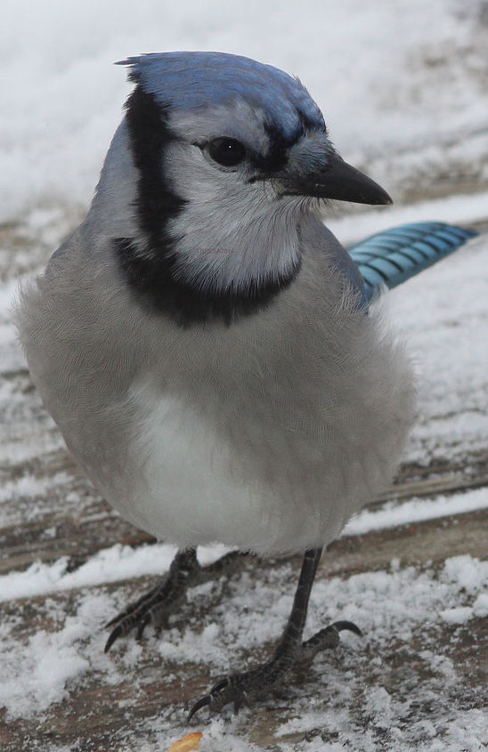 too many birds to count, pets animals, Blue Jay