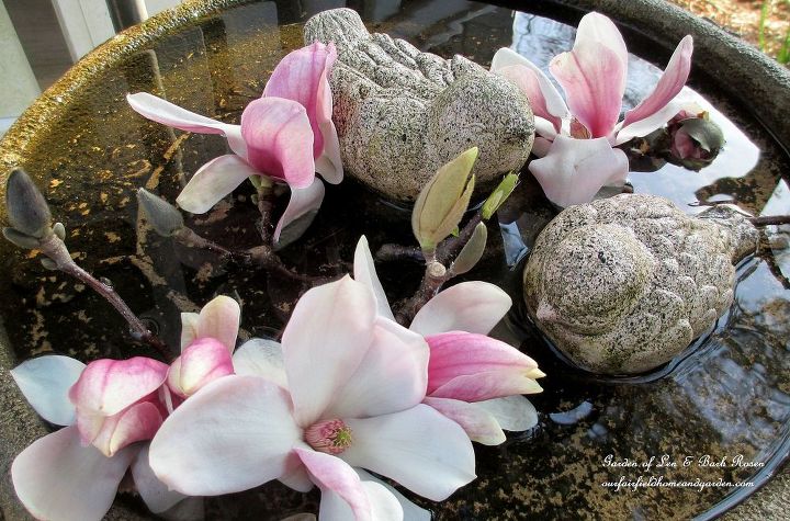 spring is blossoming, gardening, Tulip Magnolia blooms in the birdbath