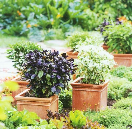 consejos bsicos sobre herramientas de jardinera para principiantes