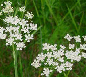 6 unusual herbs to plant in your spring garden, gardening, Caraway is technically a fruit Photo liveandfeel com