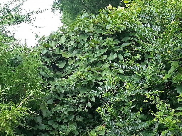 what type vine is this and is it intrusive, gardening