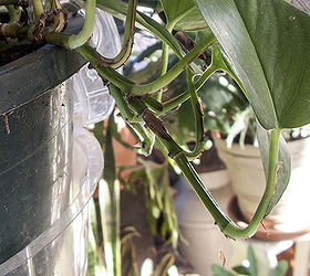 grooming houseplants, gardening, home decor, You can see where this stem has been cut there are now several new stems growing making the plant fuller