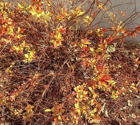 what kind of plants are these, flowers, gardening, Large bush with tiny fall colored leaves
