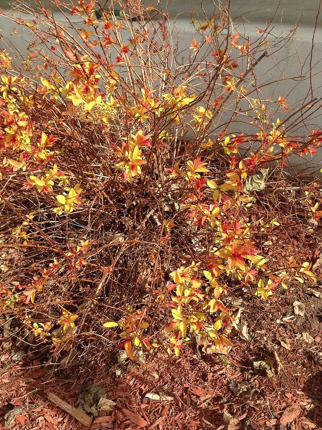 que tipo de plantas so, Arbusto grande com pequenas folhas cor de outono