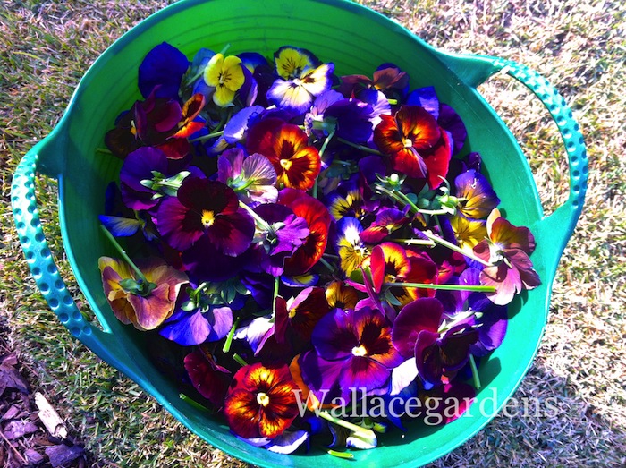 organic edible flowers, flowers, gardening, Pansy Harvest
