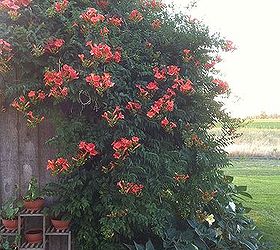 what is blooming in my yard today, flowers, gardening, Evening View of My Trumpet Vine against my Garden Shed with Lilies and Moon Flowers