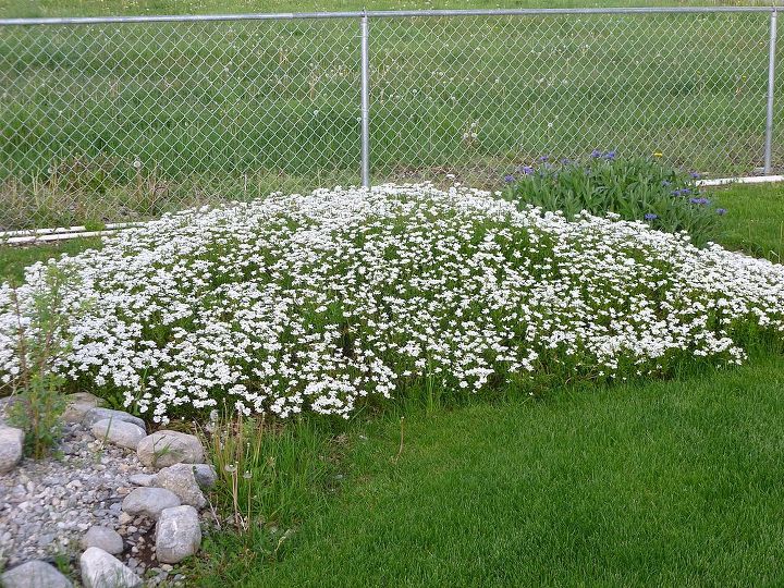 need info on a couple of flowering plants in my yard, flowers, gardening, This picture has the purple flowers in upper right corner