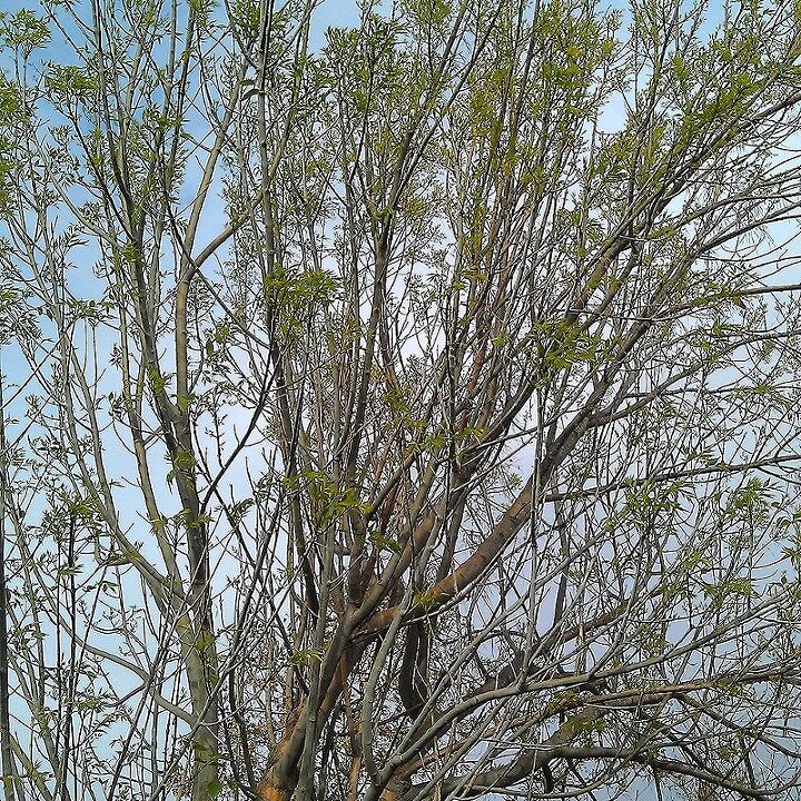 can anyone identify this deciduous tree, flowers, gardening, Leaves coming back after Winter