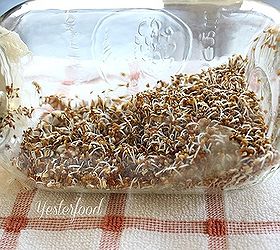 grow your own sprouts, homesteading