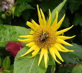 flowers and garden 2013, flowers, gardening, hibiscus, hydrangea, Small sunflower with bee