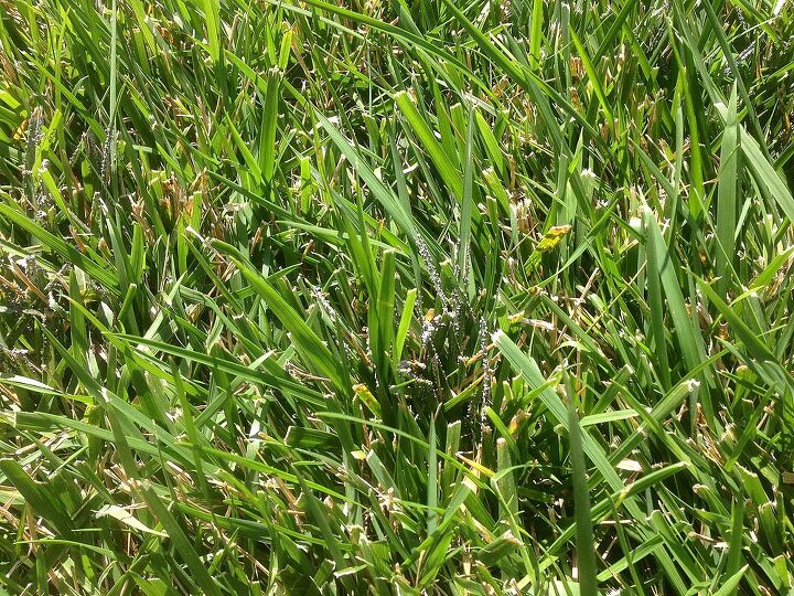 q something s growing on the grass in my backyard, gardening, landscape, It s growing in little patches like this