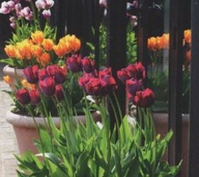 planting tulips and daffodils in pots, gardening