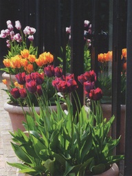 planting tulips and daffodils in pots, gardening