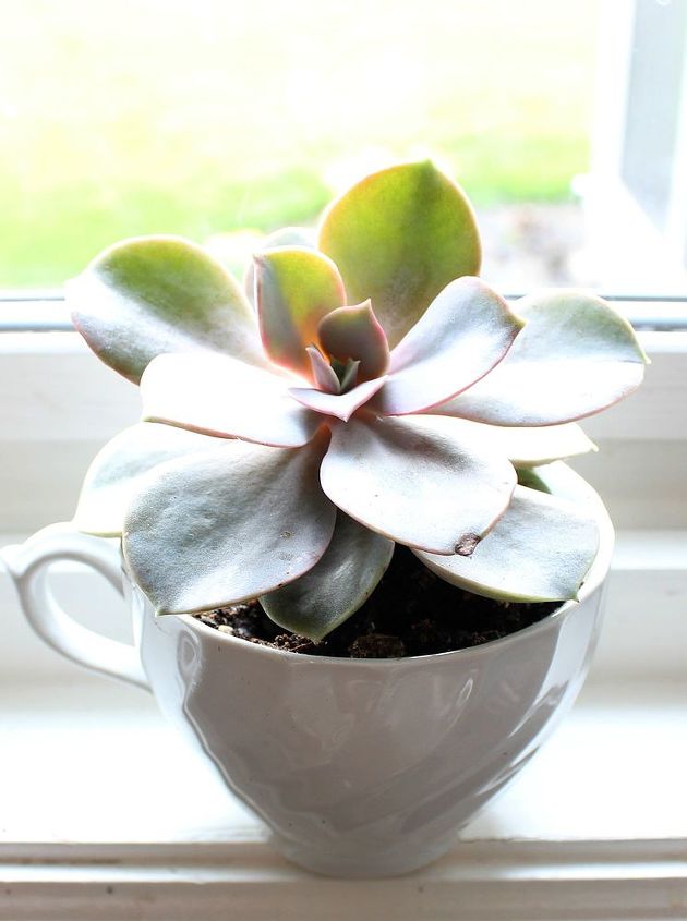teacup succulents, crafts, flowers, gardening, seasonal holiday decor, succulents