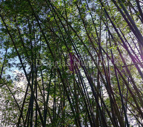 a visit to morikami gardens, gardening, outdoor living, A towering grove of bamboo makes creates its own symphony as the stalks knock together on a breezy day