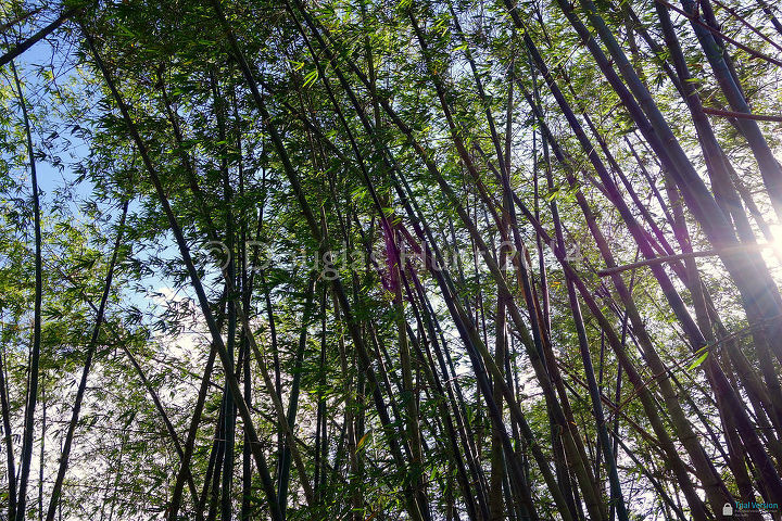 uma visita aos jardins morikami, Um imponente bosque de bambu cria sua pr pria sinfonia medida que as hastes se chocam em um dia de brisa