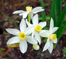 and the winner is minor monarque, gardening, Narcissus x italicus Minor Monarque