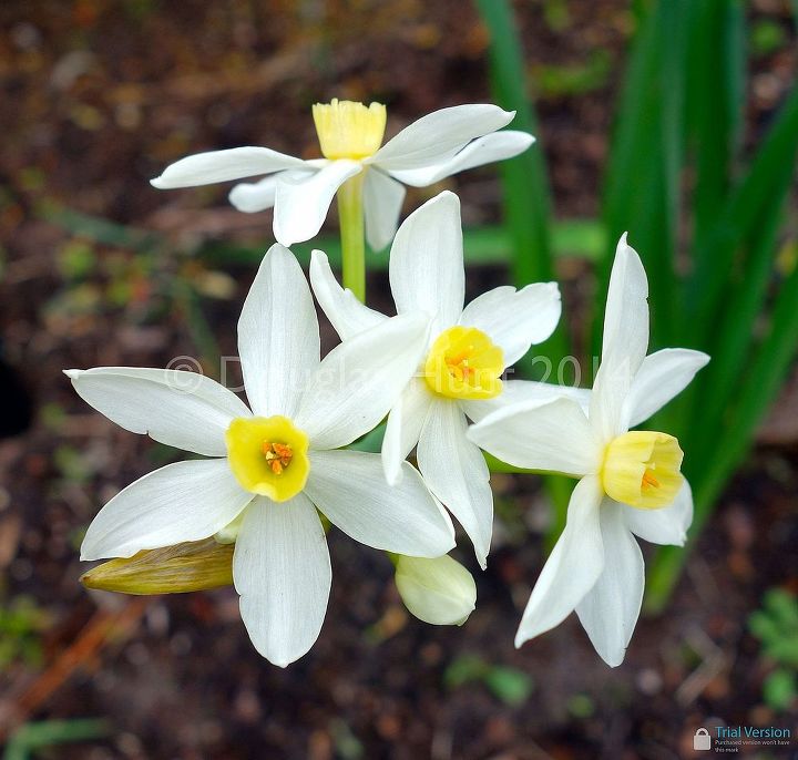 and the winner is minor monarque, gardening, Narcissus x italicus Minor Monarque