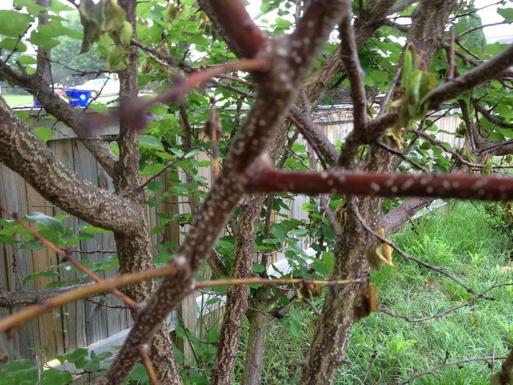 q my apricot tree has been hit with some sort of blight, Bad limb in front healthy behind