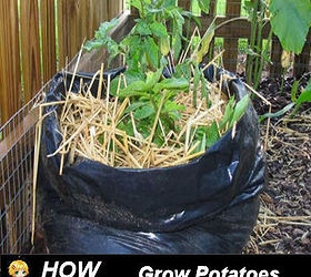 grow your own potatoes in a trash bag, gardening