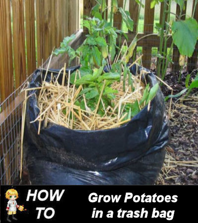grow your own potatoes in a trash bag, gardening