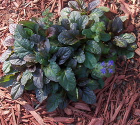 fall colors in the garden, flowers, gardening, bugleweed bronze beauty with purple bloom