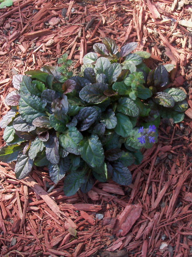 fall colors in the garden, flowers, gardening, bugleweed bronze beauty with purple bloom